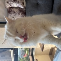 Ankara Kedisi, Kedi  Lokum fotoğrafı