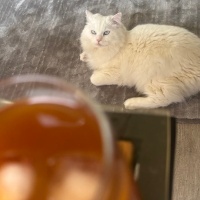 Ankara Kedisi, Kedi  Lokum fotoğrafı
