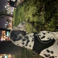 Dalmatian, Köpek  Dobby fotoğrafı