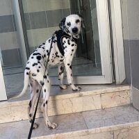 Dalmatian, Köpek  Dobby fotoğrafı