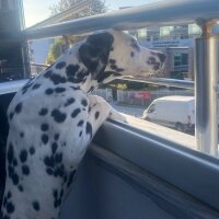 Dalmatian, Köpek  Dobby fotoğrafı