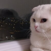 Scottish Fold, Kedi  Thales fotoğrafı