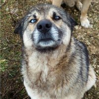 Sokö (Sokak Köpeği), Köpek  Marselin fotoğrafı