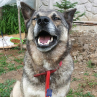 Sokö (Sokak Köpeği), Köpek  Marselin fotoğrafı