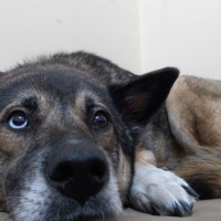 Sokö (Sokak Köpeği), Köpek  Marselin fotoğrafı