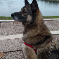 Sokö (Sokak Köpeği), Köpek  Marselin fotoğrafı