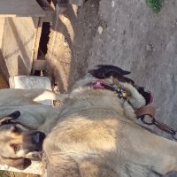 Kangal, Köpek  Haydut fotoğrafı