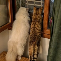 British Longhair, Kedi  Lisa fotoğrafı