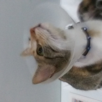 Tekir Kedi, Kedi  MİNNOŞ  fotoğrafı