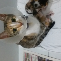 Tekir Kedi, Kedi  MİNNOŞ  fotoğrafı