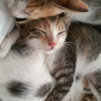 Tekir Kedi, Kedi  MİNNOŞ  fotoğrafı