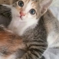 Tekir Kedi, Kedi  MİNNOŞ  fotoğrafı