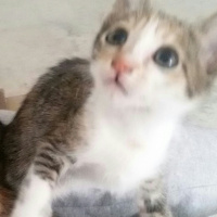 Tekir Kedi, Kedi  MİNNOŞ  fotoğrafı