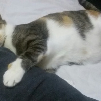 Tekir Kedi, Kedi  MİNNOŞ  fotoğrafı