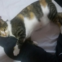 Tekir Kedi, Kedi  MİNNOŞ  fotoğrafı