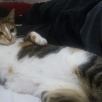 Tekir Kedi, Kedi  MİNNOŞ  fotoğrafı
