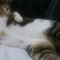 Tekir Kedi, Kedi  MİNNOŞ  fotoğrafı