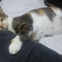 Tekir Kedi, Kedi  MİNNOŞ  fotoğrafı