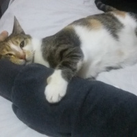 Tekir Kedi, Kedi  MİNNOŞ  fotoğrafı