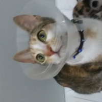 Tekir Kedi, Kedi  MİNNOŞ  fotoğrafı