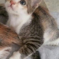 Tekir Kedi, Kedi  MİNNOŞ  fotoğrafı