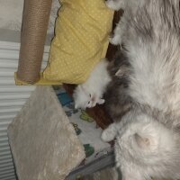 British Longhair, Kedi  Sevimli fotoğrafı