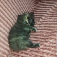 British Longhair, Kedi  Sevimli fotoğrafı