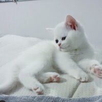 British Longhair, Kedi  Sevimli fotoğrafı