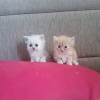 British Longhair, Kedi  Sevimli fotoğrafı