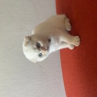 Scottish Fold, Kedi  Bıdık fotoğrafı