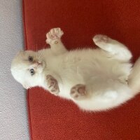 Scottish Fold, Kedi  Bıdık fotoğrafı