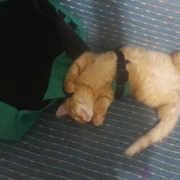 Tekir Kedi, Kedi  Portakal fotoğrafı