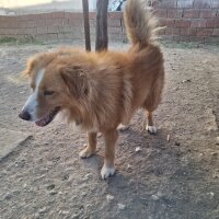 Border Collie, Köpek  BADEM fotoğrafı