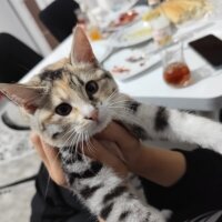 Tekir Kedi, Kedi  Mübarek fotoğrafı