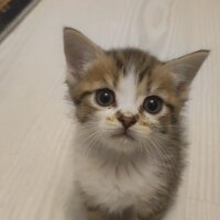 British Longhair, Kedi  4 yavrumuzla yuva fotoğrafı