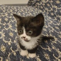 British Longhair, Kedi  4 yavrumuzla yuva fotoğrafı