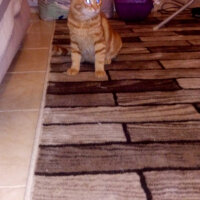 British Shorthair, Kedi  Karfuj fotoğrafı