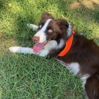 Border Collie, Köpek  GOFRET fotoğrafı