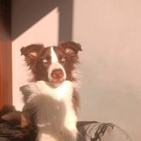 Border Collie, Köpek  GOFRET fotoğrafı