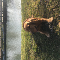 Amerikan Cocker Spaniel, Köpek  Baron fotoğrafı