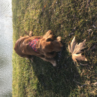 Amerikan Cocker Spaniel, Köpek  Baron fotoğrafı