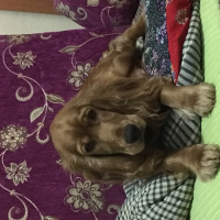 Amerikan Cocker Spaniel, Köpek  Baron fotoğrafı