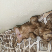 Amerikan Cocker Spaniel, Köpek  Baron fotoğrafı