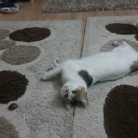 Tekir Kedi, Kedi  Pisi fotoğrafı