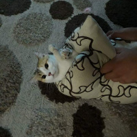 Tekir Kedi, Kedi  Pisi fotoğrafı