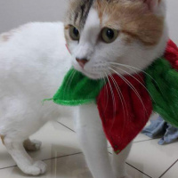 Tekir Kedi, Kedi  Pisi fotoğrafı
