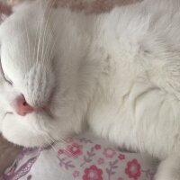 Scottish Fold, Kedi  Nazlı fotoğrafı