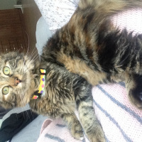 Ankara Kedisi, Kedi  Patrişya fotoğrafı