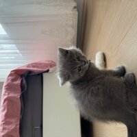 British Shorthair, Kedi  Behlül fotoğrafı