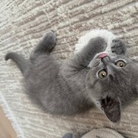 British Shorthair, Kedi  Behlül fotoğrafı